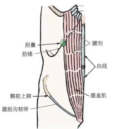 将手指伸入纵切口分离腹直肌鞘前壁与腹直肌的前表面.