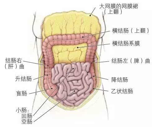 图4.18 上翻大网膜显露小肠和大肠