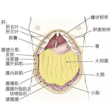 腹膜腔内发育的部分器官悬挂于肠系膜上,称为腹膜内位(腹膜)器官