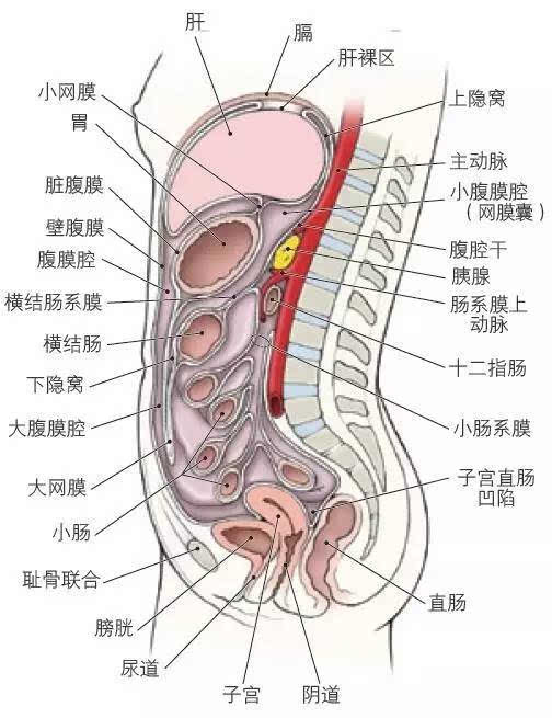 右三角韧带—位于肝右叶与膈之间. 7.胃膈韧带连接胃大弯上部与膈.