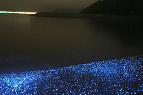 该物种以其生物发光,其