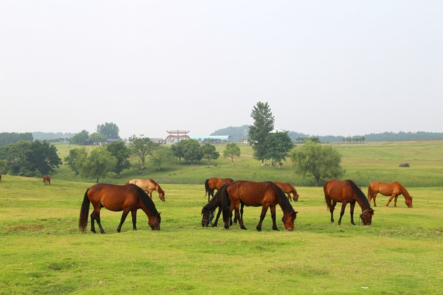 木兰草原的马数量还是不少的,而且一个个都长得很健壮,看来驯马人也是