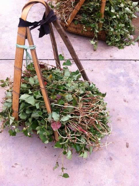 鱼腥草治疗痔疮功效 夏季家庭必备草药