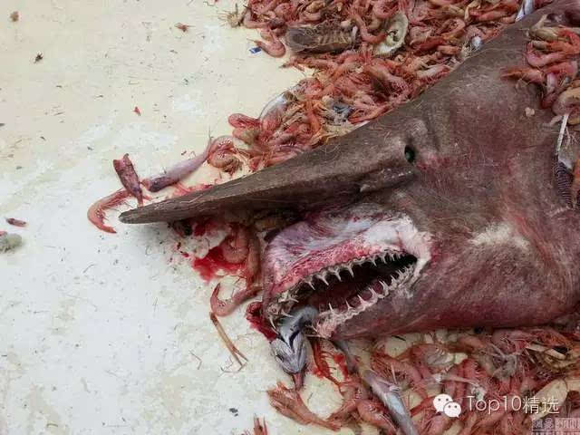 揭秘全球10大最可怕的鲨鱼,恐怖之极的海洋