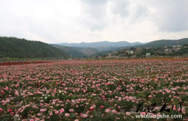 花道人间,昆明轿子山旅游专线旁的花海