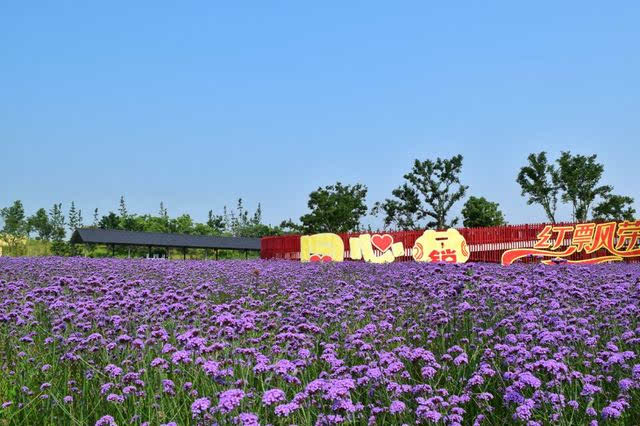 杭州湾海上花田 ,徜徉花海梦