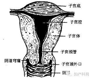 女性盆腔解剖 子宫 形状:子宫呈倒置的梨形. 大小:长5.