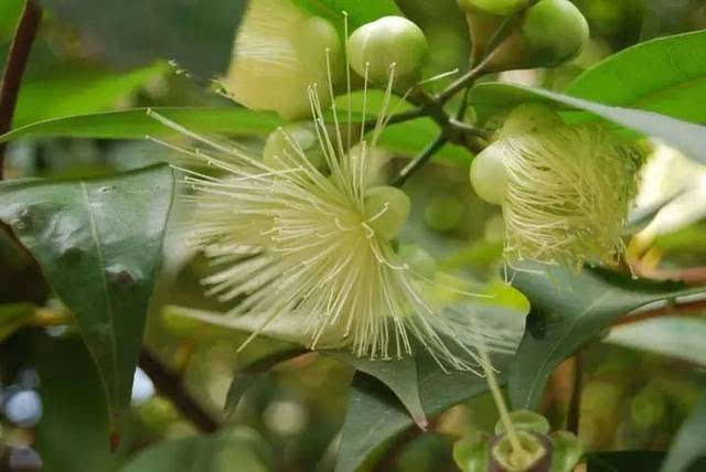 全国各地野外常见植物果子大全