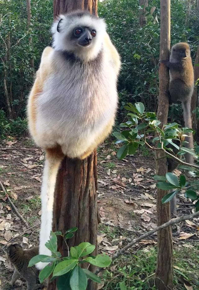 狐猴之岛 | 马达加斯加