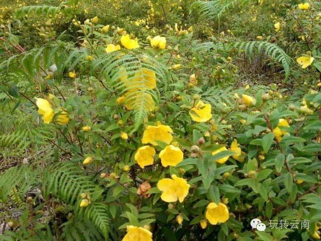 云南这种"很黄很邪恶"的野花,碰了它真会摔饭碗