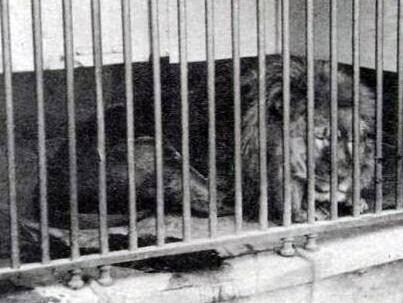 世界上最大的狮子——开普狮的灭绝