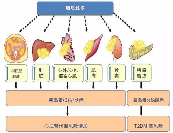 但研究显示,机体内胰高血糖素样肽-1能被一种活性酶二肽基肽酶4(dpp)