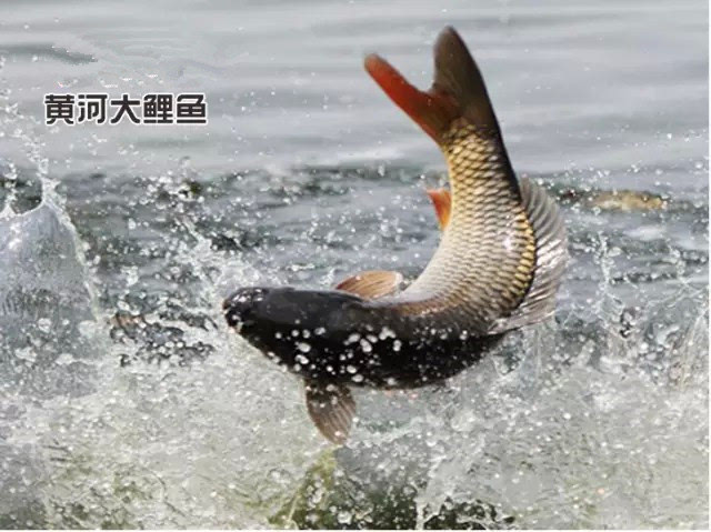 吃条黄河水养殖的黄河鲤鱼 也贵的很