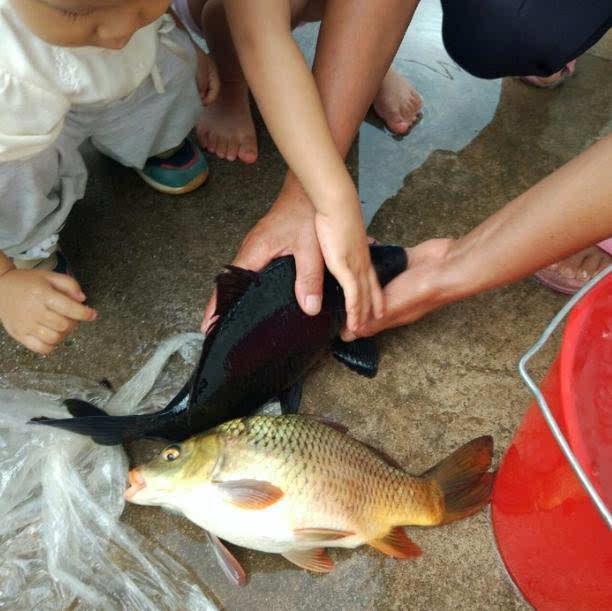 据说澜沧江才有这种鱼,看看这货谁认识?