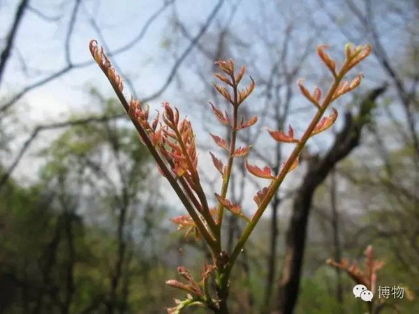 你吃的木兰芽?难道是花木兰发的芽?