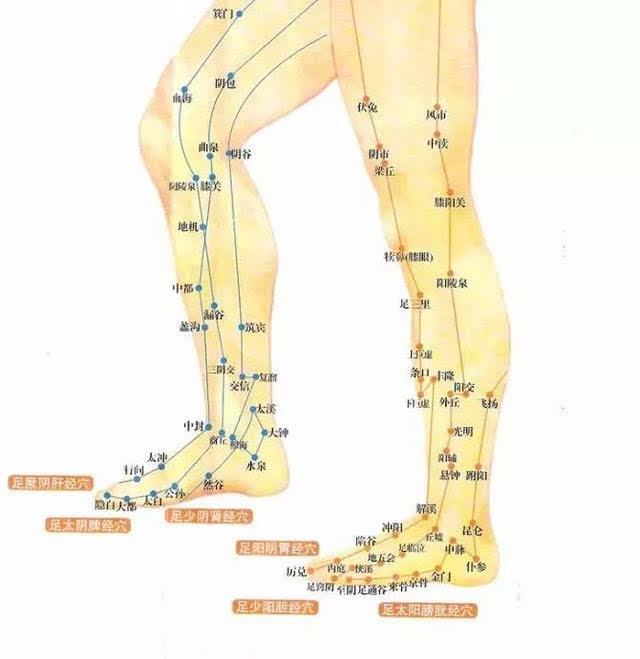 腿上有六条经络巡行,包括脾经,胃经,肝经,胆经,肾经,膀胱经