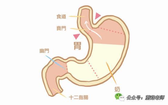 新生宝宝为啥老爱溢奶 新生儿的胃呈水平状态,食管和胃部交界处的贲门