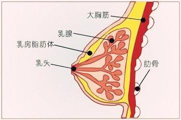 莫把"浆细胞性乳腺炎"当成"乳腺癌"