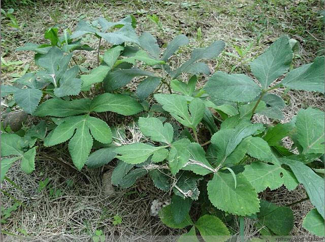 农村山上有种野菜,苦滴滴,高山姑娘好稀奇