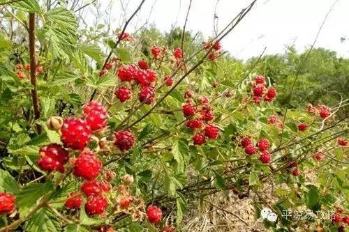 桑果 桑枣子,又叫做桑葚,桑实,葚,乌椹,文武实,黑椹,桑枣,桑葚子,桑