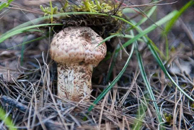 我们替您找到的,是4s级野生鲜松茸