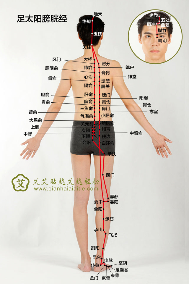 艾艾贴 | 十二经络穴位在人体的重要作用!