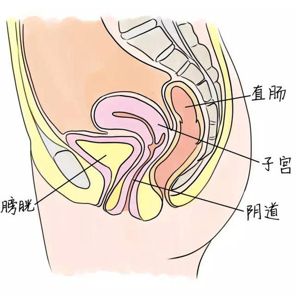 阴道及阴道内生态环境 阴道是女性内生殖器的主要组成器官之