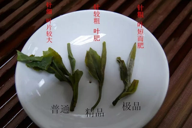 福鼎白茶:不同等级白牡丹之对比