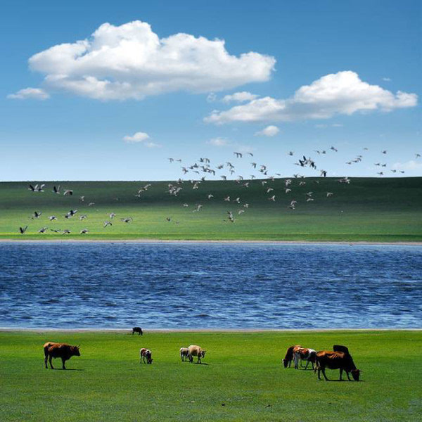 夏天是呼伦贝尔大草原最美丽的时候,水草丰茂,牛马成群,随便拍一张