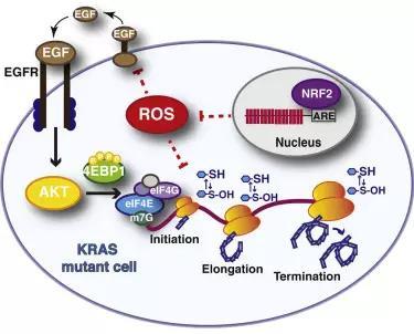 nrf2是氧化还原平衡的开关 科学家们将注意力集中在nrf2的蛋白上,这