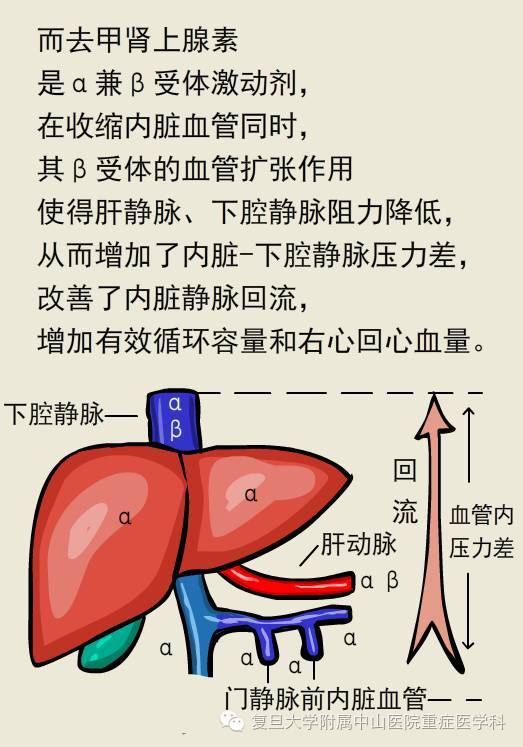 诸杜明主任:为什么在休克时,选择去甲肾上腺素,而不是