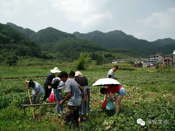 到了狮石村,这些"新农民"就赶紧联系了结对户直奔"自家地"里开始"收获