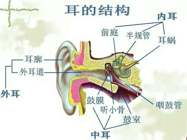 人的耳朵有耳廓,外耳道,鼓膜,鼓室,听小骨,咽鼓管,耳蜗,前庭和半规管