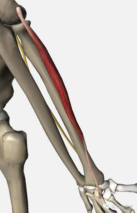 高清图解:桡腕关节伸腕的肌肉