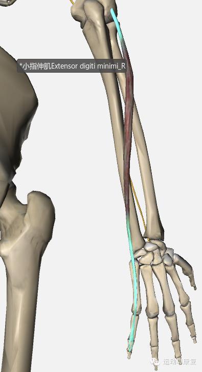 止点:第五掌骨底 功能:近固定:伸腕,并和尺侧腕屈肌一起,使手内收