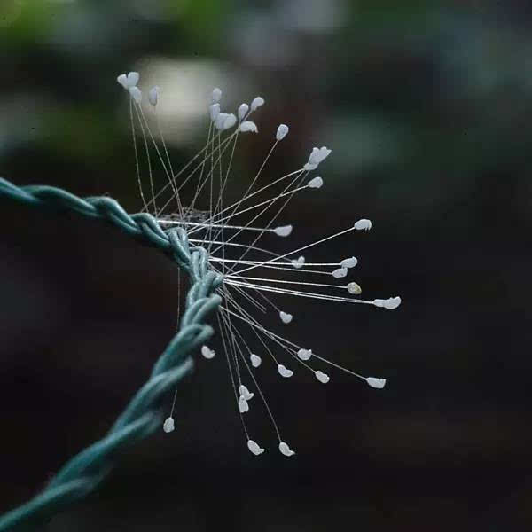 优昙婆罗花亦称做优昙钵,简称优昙花,经上又名灵瑞花,空起花,起空花.