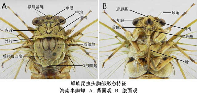 脉翅目草蛉,粉蛉,蚁蛉,褐蛉,螳蛉等昆虫的口器是捕吸式,有上下颚.
