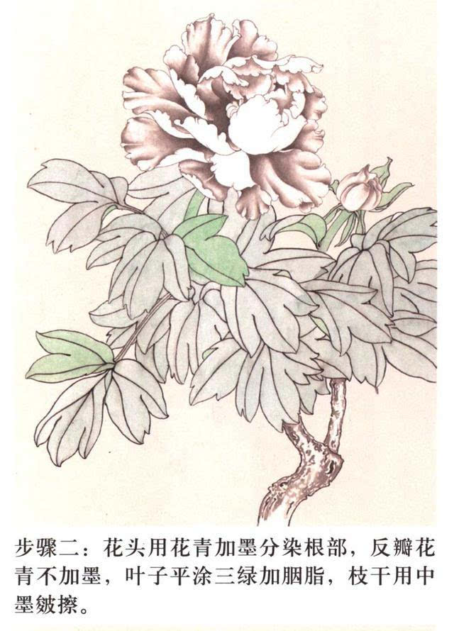 入门教程丨工笔画线描花卉画谱—牡丹篇