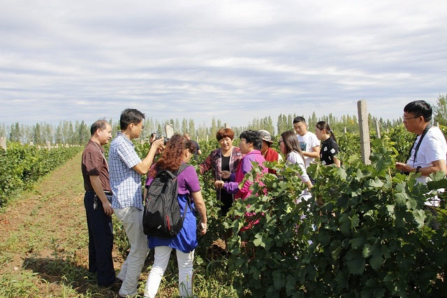 随后,参观者走进新疆昌吉市城南三工镇辖区二工村的"印象戈壁葡萄酒庄