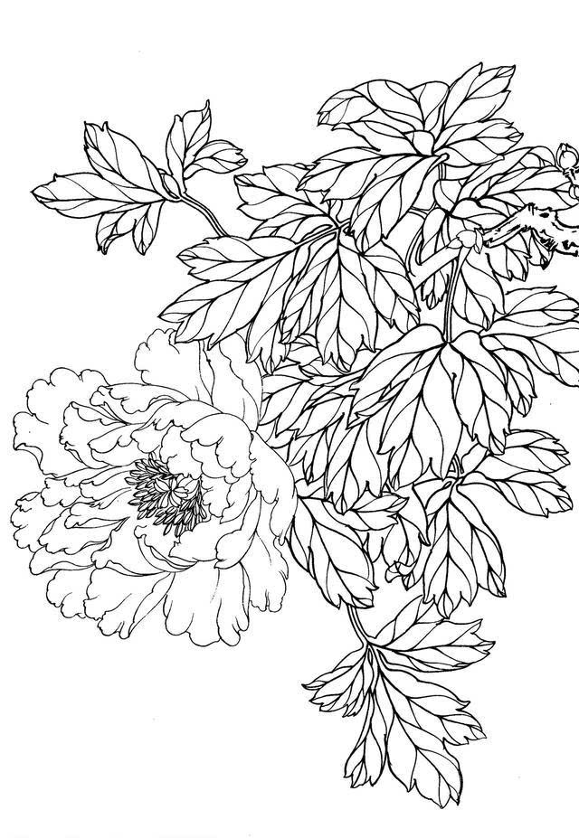 入门教程丨工笔画线描花卉画谱—牡丹篇