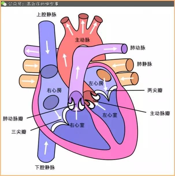 很多的人是不了解的,当然它的保养也是很多少关心的,正常的心脏可以