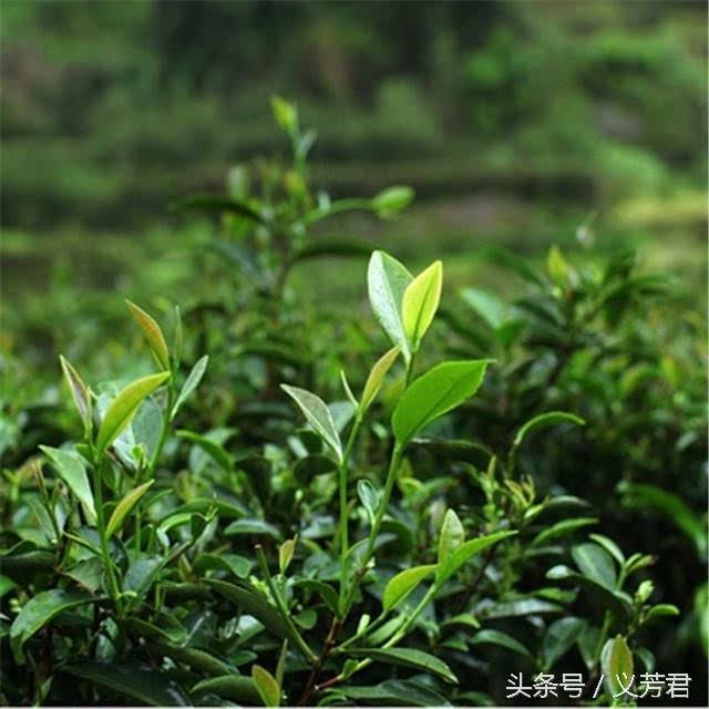 武夷肉桂茶树