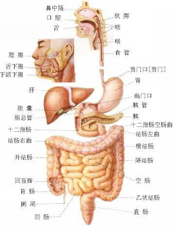 人体解剖图大全,值得收藏