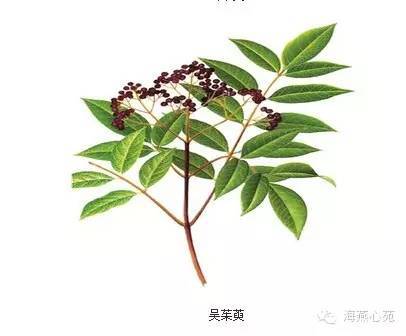 中草药趣谈:山茱萸吴茱萸食茱萸