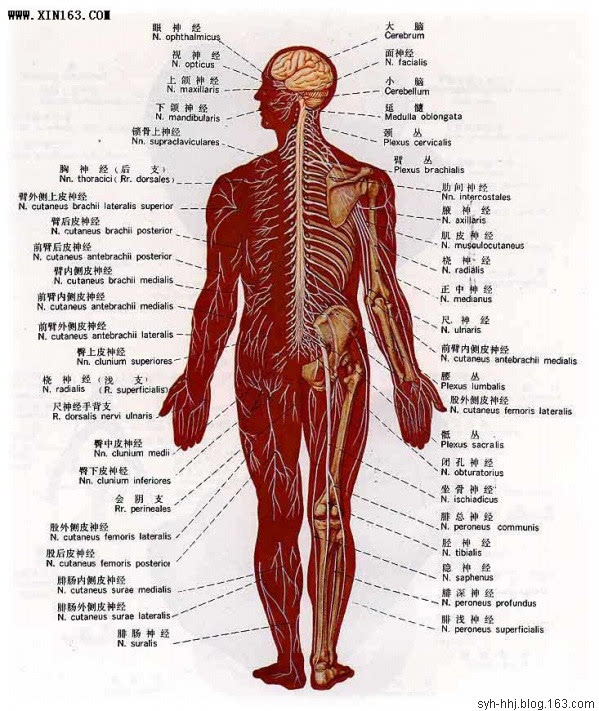 人体解剖图大全,值得收藏