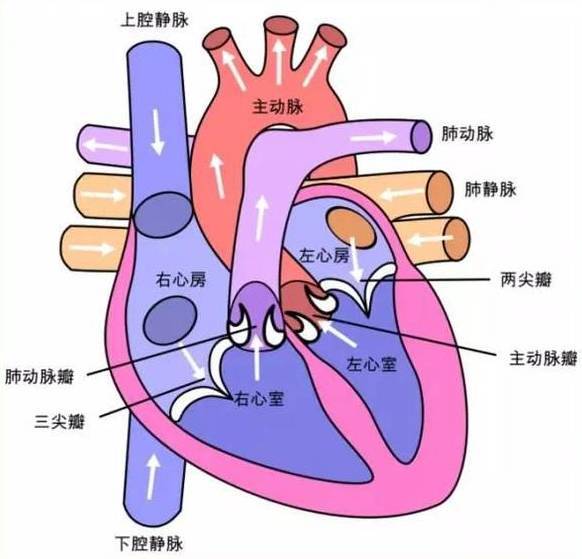 其内腔被房室中隔分为左右两半,正常情况下,彼此并不相通,心脏分左右