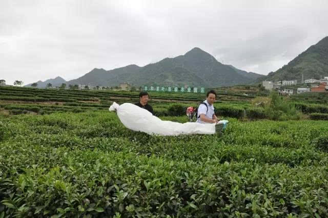 2015年,紫阳县蒿坪镇示范茶园被命名为市级标准化农业园区.