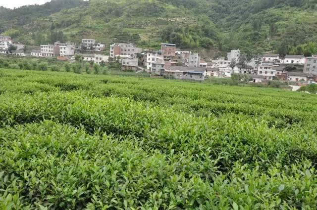 紫阳县蒿坪镇示范茶园,位于紫阳县蒿坪镇蒿坪村,地理环境优越,风景