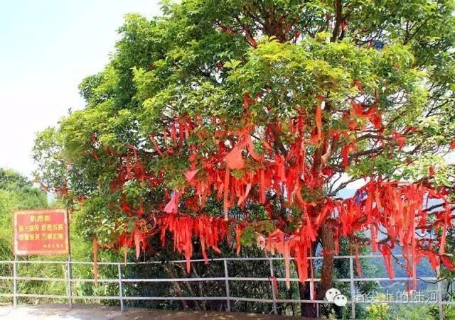 满树挂满红色许愿带,写上姓名,观音像前虔诚地祈祷祝愿,挂上许愿树,以