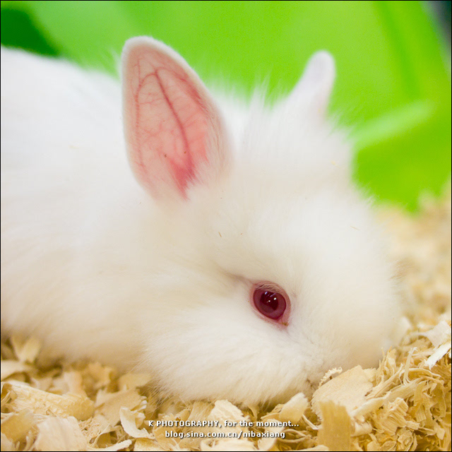 兔子超可爱,但千万要避免变成"小兔子"哦